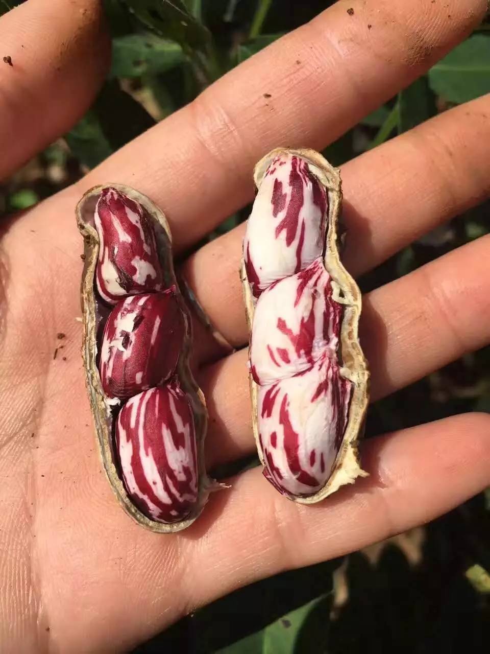 神鱼公主天然温泉照片,神鱼公主是谁