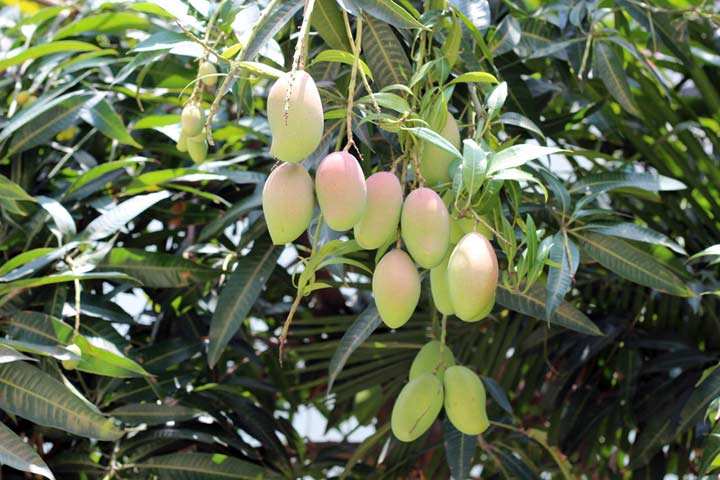 孕期一定要吃的8种水果,孕期缓解便秘水果