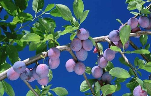 乌梅西梅话梅青梅区别,青梅话梅乌梅酸梅是一种水果吗