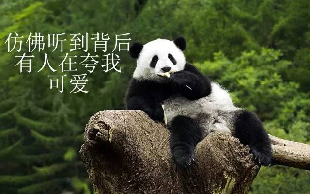 你们这么造秦岭，熊猫大大和朱鹮宝宝造吗？——极体营的小伙伴毕业了，他们的脑洞惊动了整个森林