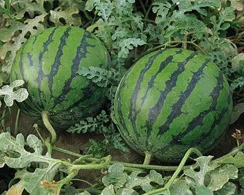 安徽西瓜批发收购,全国西瓜批发行情