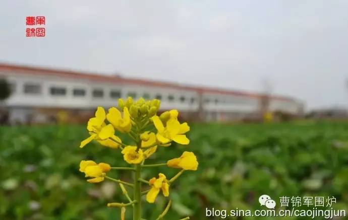 你好，我叫黄梅，这是我的简历