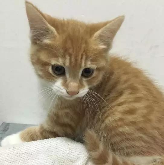 2021年上海领养狗狗,上海领养小动物的地方