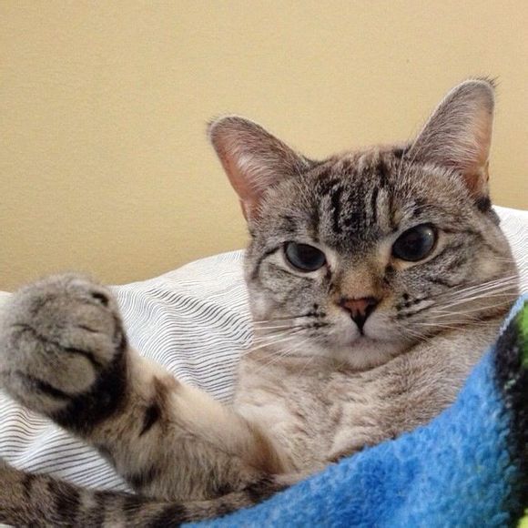 猫为什么爱鱼呢,猫为什么对我嘶吼