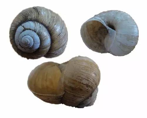 随手捉一只小蜗牛,你认识吗?在小区给孩子上一节博物课吧!