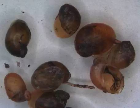 随手捉一只小蜗牛,你认识吗?在小区给孩子上一节博物课吧!