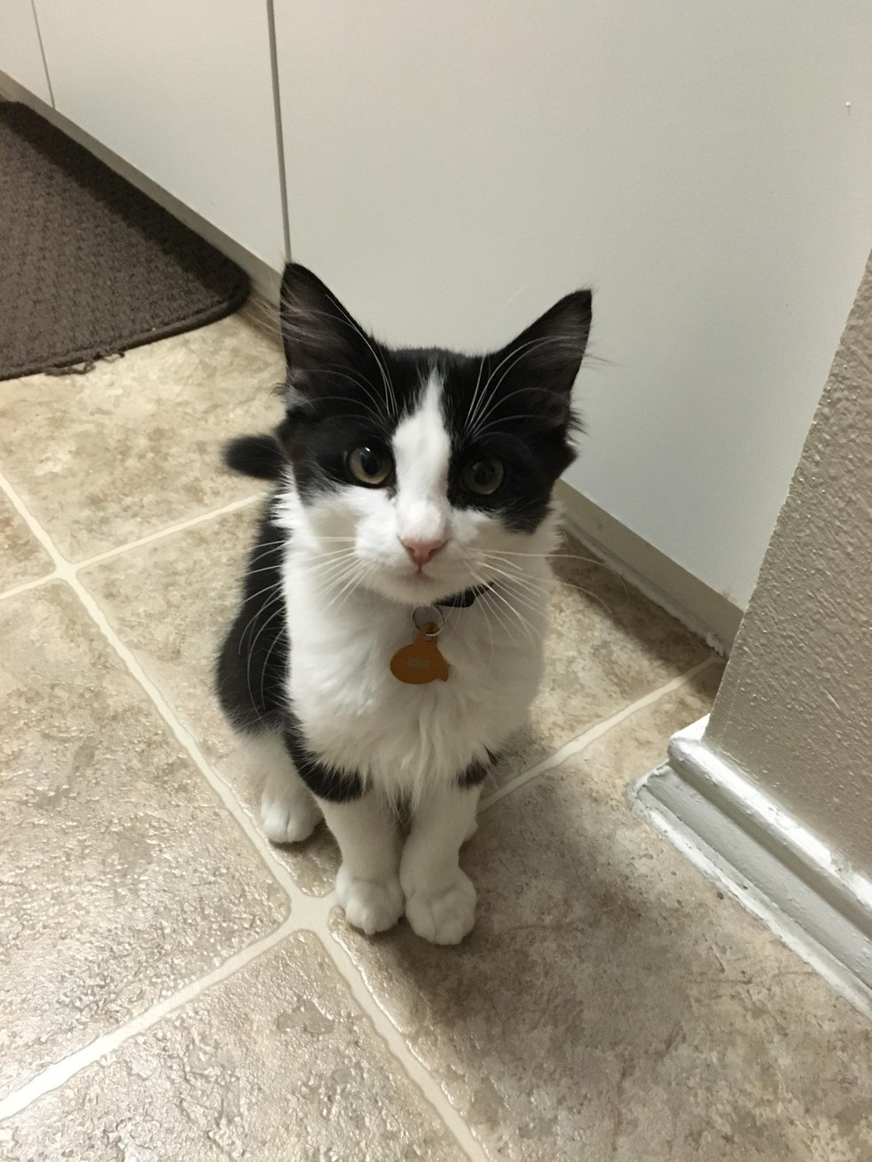 小流浪猫怕人可以强制抓回去吗,流浪猫主动求收养被赶走