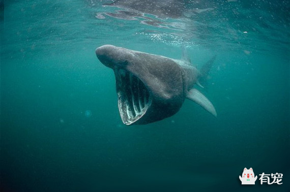 中国传统名贵食材鱼翅,鱼翅到底是啥东西