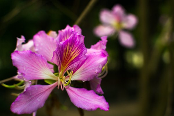 从化温泉之旅,从化文轩苑温泉攻略
