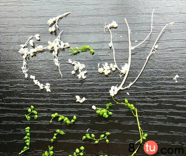 玫瑰花折纸手残党超简单好看迷你,折纸玫瑰花叶子图解