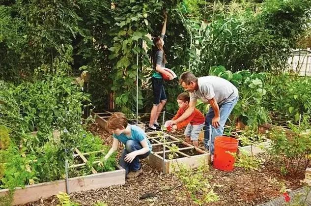 北美大叔玩起真实版开心农场,1平米菜园竟成国际潮流