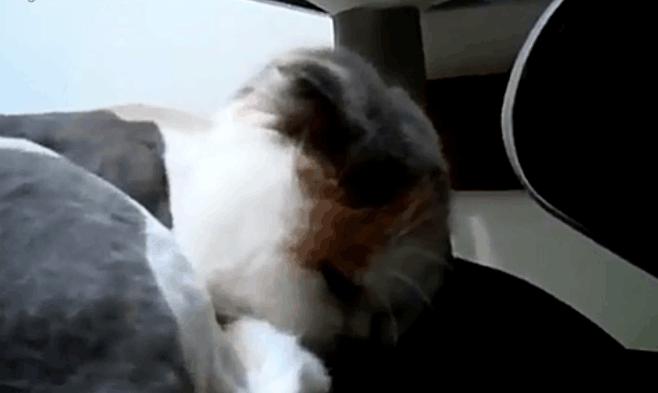 主人怎么叫小猫它才会回应,主人怎样叫猫咪