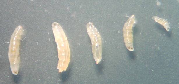 樱桃掰开里面有虫子,吃到樱桃里的虫子会怎么样