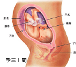 怀孕八个月臀位胎儿图,怀孕八个月胎儿几斤正常