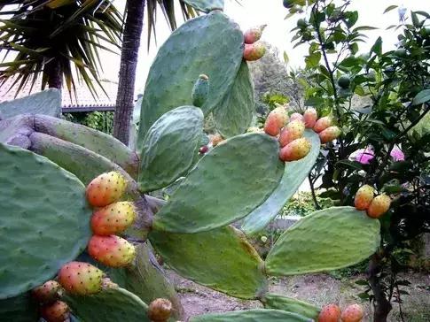 吃过这五种水果是土豪,这些水果吃过一半以上的全是土豪