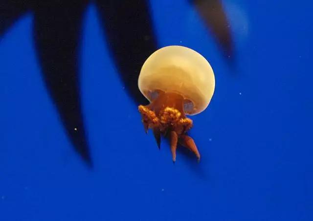 海蜇加工的危害,人造海蜇合法吗