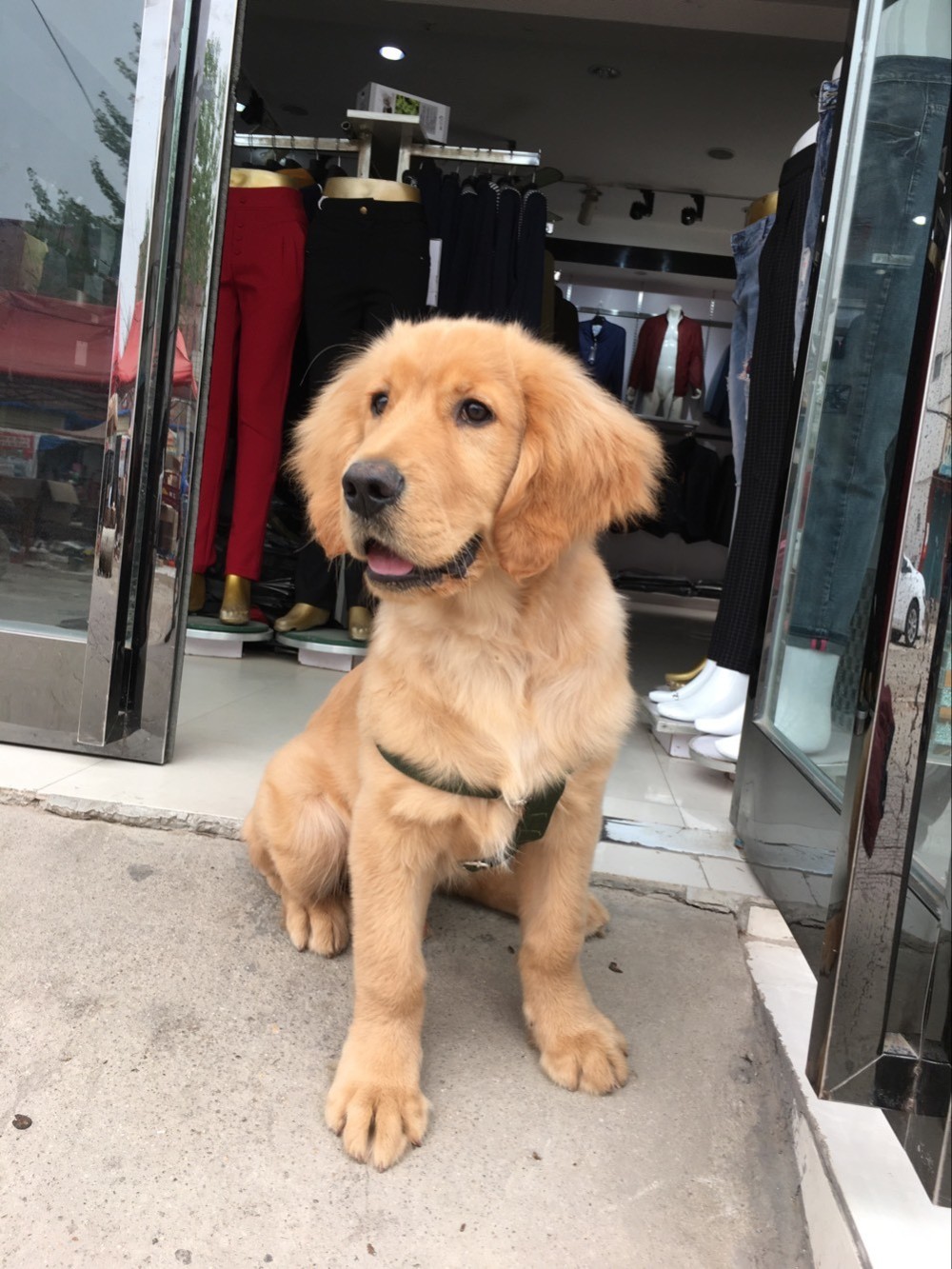 如果把金毛吃进去了会怎么样,金毛在家里偷吃