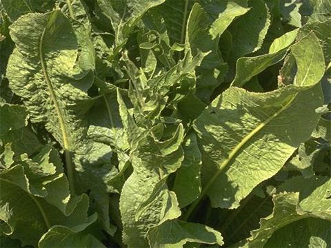 哺乳期食物中毒吃什么食物,预防食物中毒吃什么药