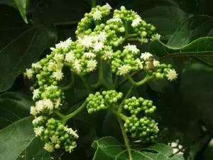 吃过这五种水果是土豪,这些水果吃过一半以上的全是土豪