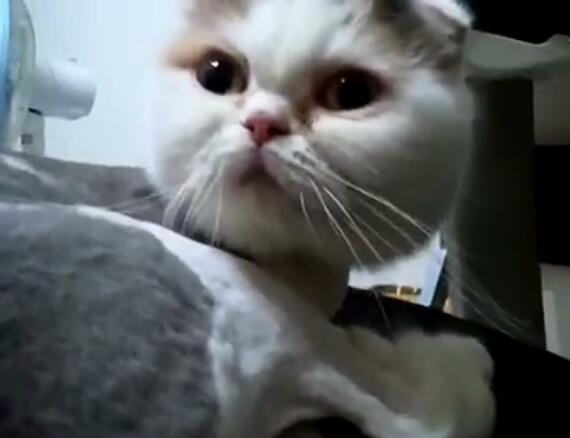 主人怎么叫小猫它才会回应,主人怎样叫猫咪