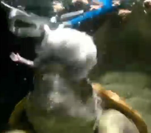 鳄龟活吞老鼠,鳄龟咬人瞬间死亡