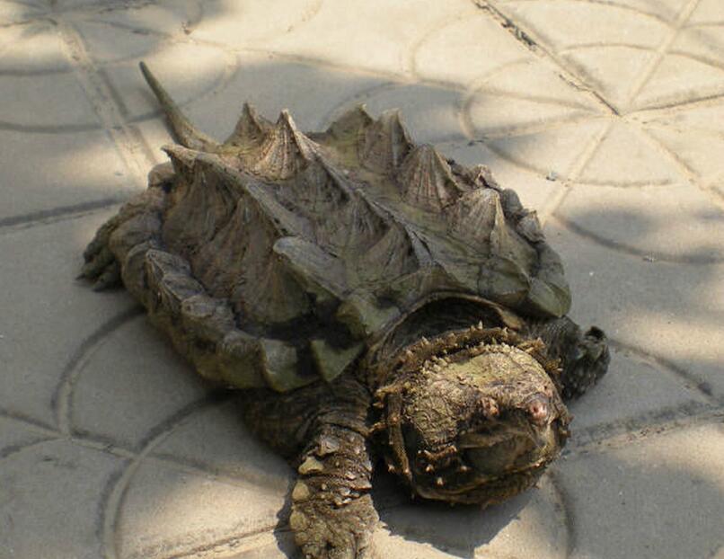 鳄龟活吞老鼠,鳄龟咬人瞬间死亡