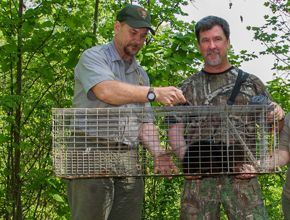 食物匮乏母豹抛弃幼崽,食物短缺被饿死的幼崽