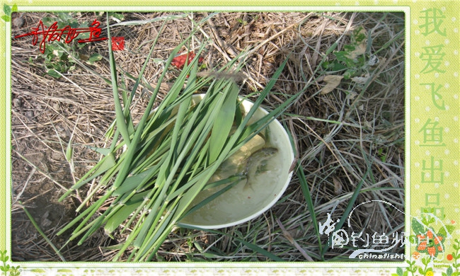 我爱飞鱼初探新钓点