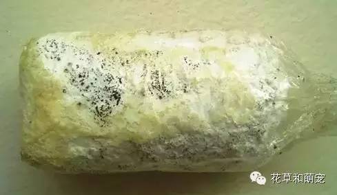 怎么在家里简单一点的种蘑菇,城里人想种菜怎么种