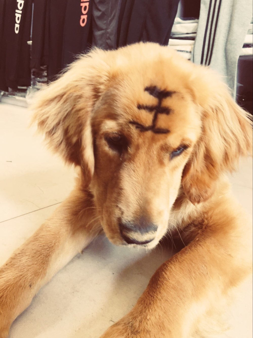 如果把金毛吃进去了会怎么样,金毛在家里偷吃