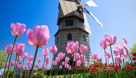 绿植花卉室内摆放实拍,绿植盆栽室内摆放