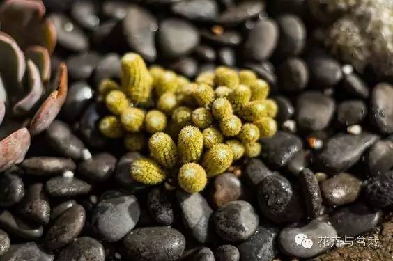 金手指怎么种,金手指怎么才能开花视频