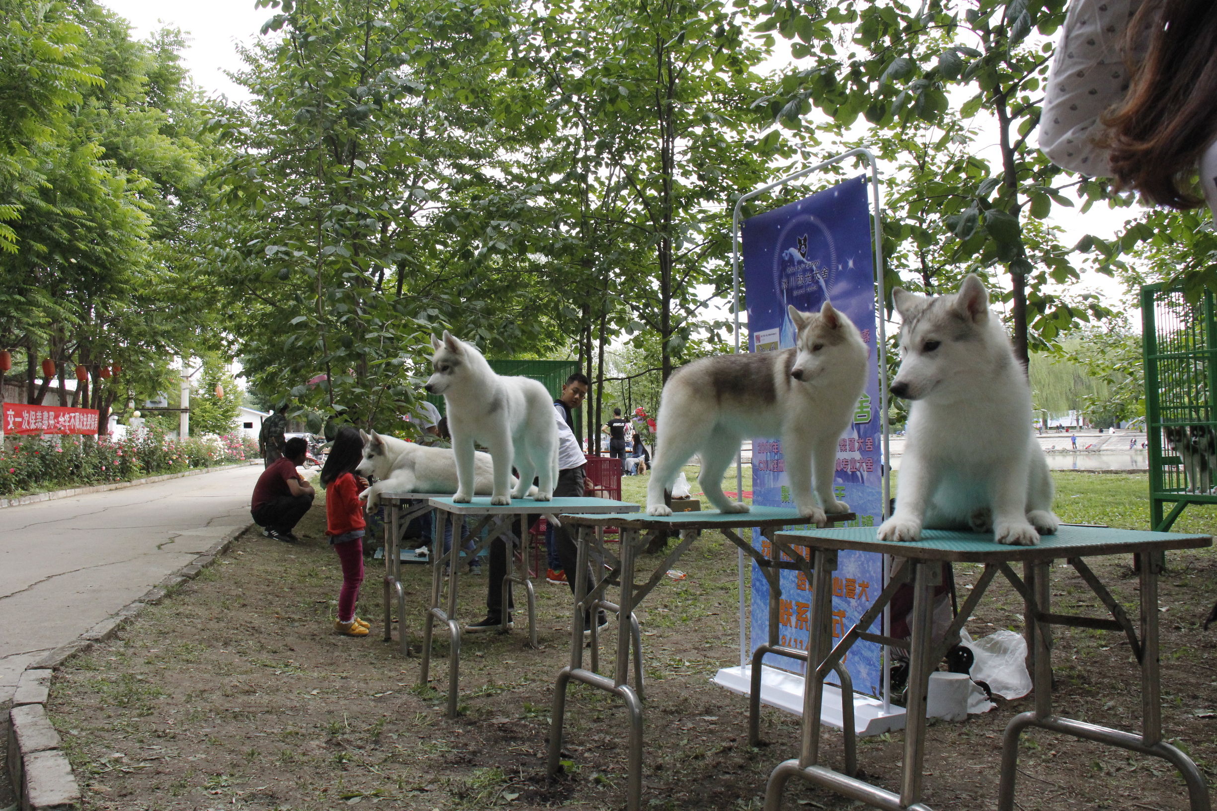 simon说狗：京北唯一纯种犬狗狗集市开业见闻