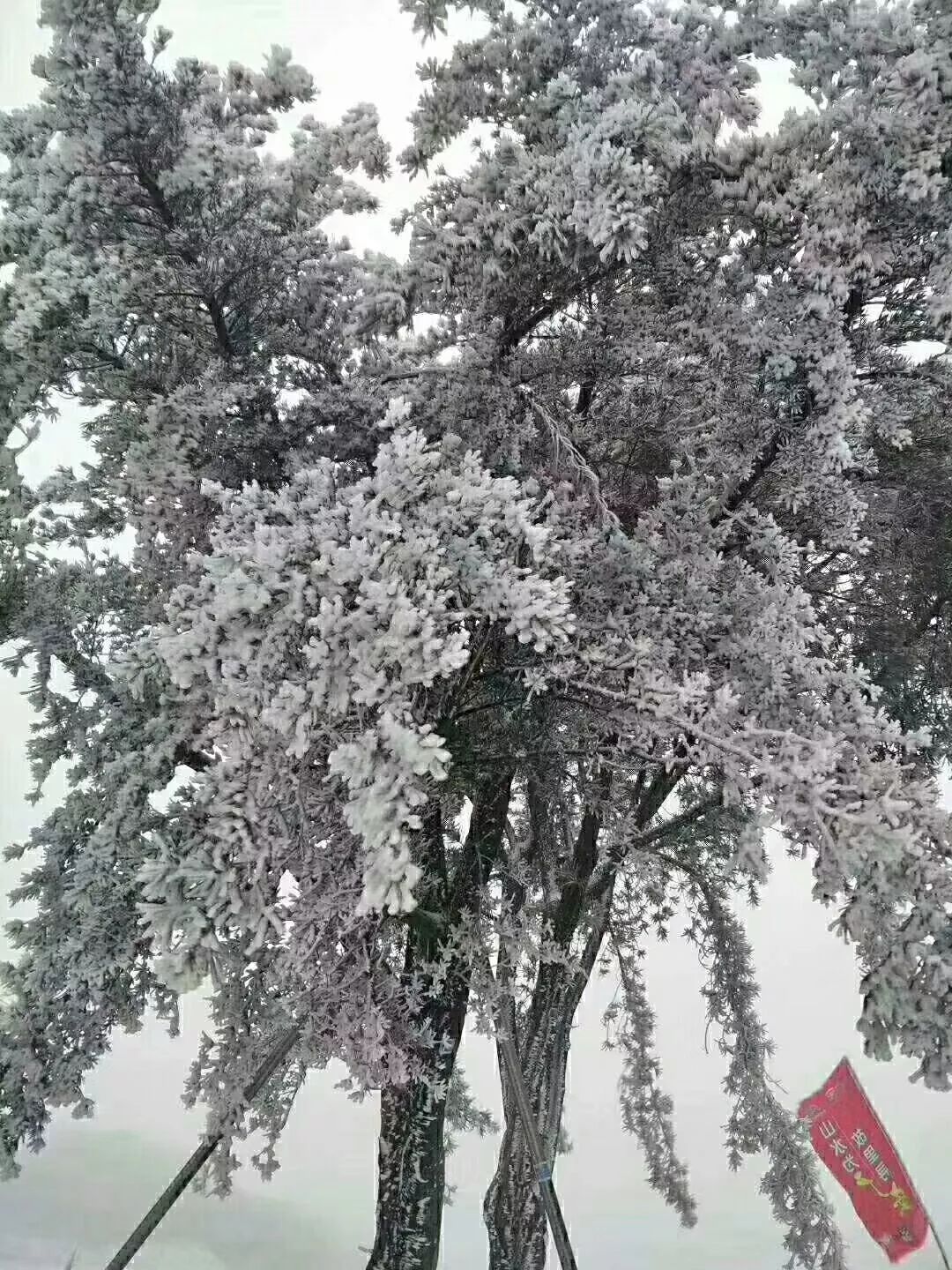 华蓥山风景区下雪了吗,华蓥山2022年2月1号下雪了吗