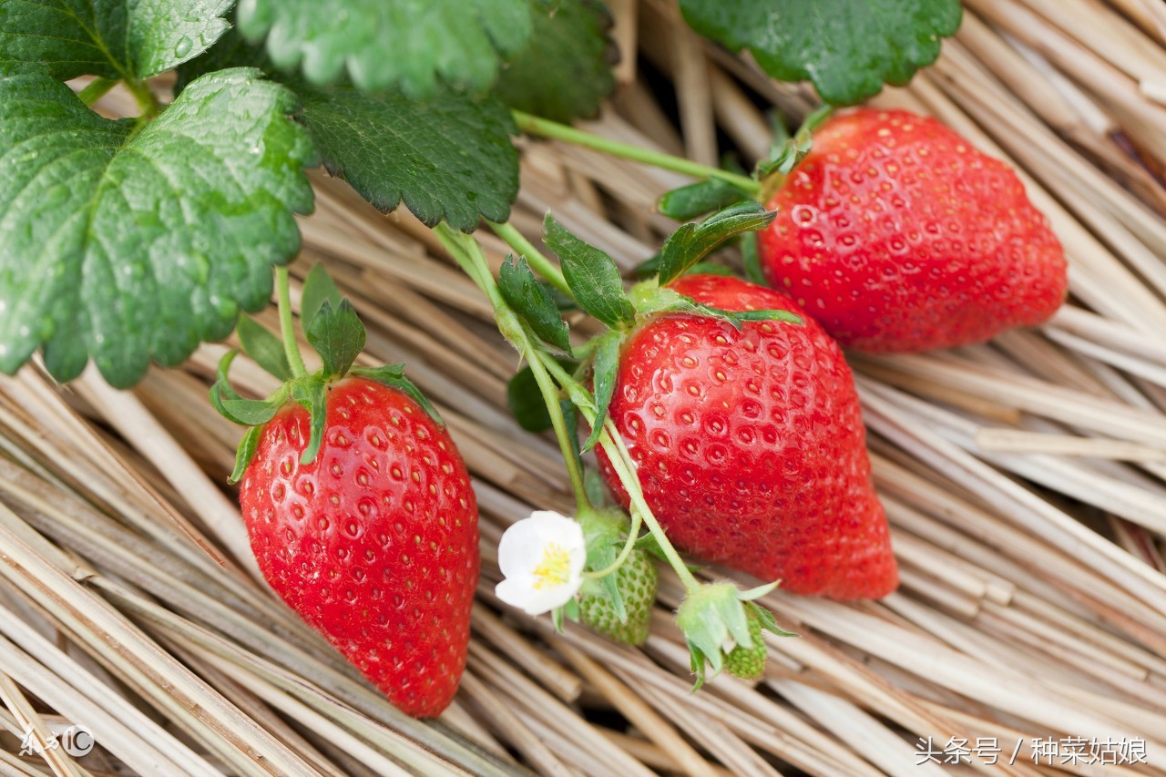 草莓种植小妙招,草莓的种植方法和优缺点