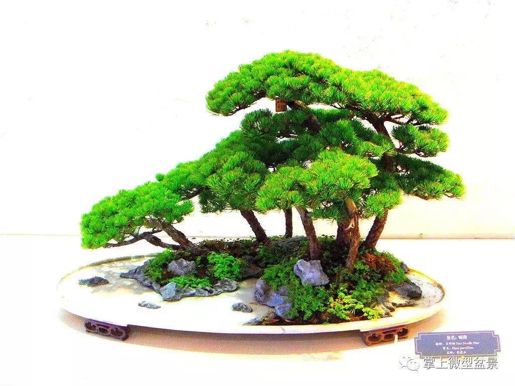 盆景知识与制作图片高清,盆景三枝定位法图解