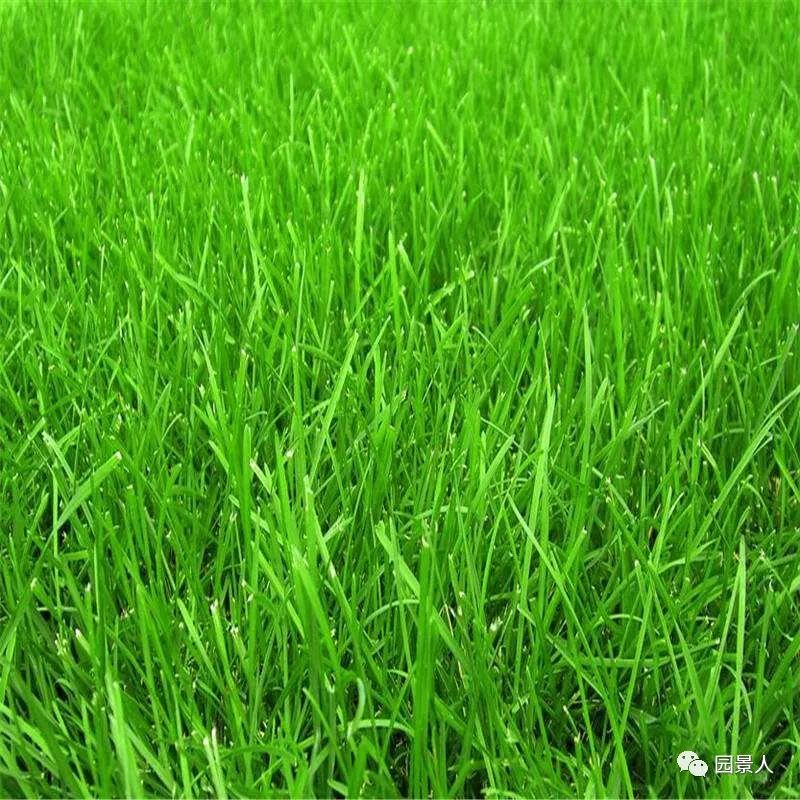 新铺的草坪怎么维护,草坪怎么维护保养