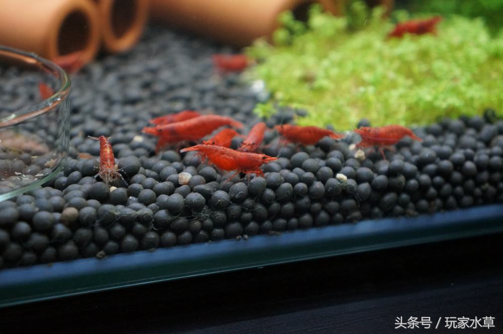 草缸里养虾的正确方法,小缸养虾的正确方法