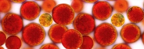 astaxin虾青素和爱司盟虾青素,瑞典astaxin虾青素是水溶性吗