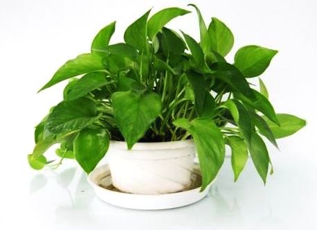 吸甲醛的植物生长好是靠甲醛吗,吸甲醛和苯的植物多久可以见效