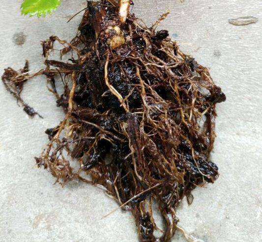 花草树木叶子发黄是什么原因,冬天为什么花卉叶子会发黄