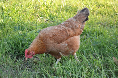 现在养蛋鸡赚钱吗,2020养蛋鸡利润