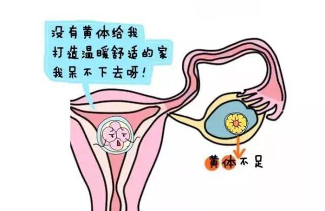 以江山许盛景｜看黄体不足，如何提高受孕率？