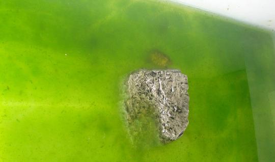 绿水养龟的方法和注意事项,养龟神器绿水怎么养