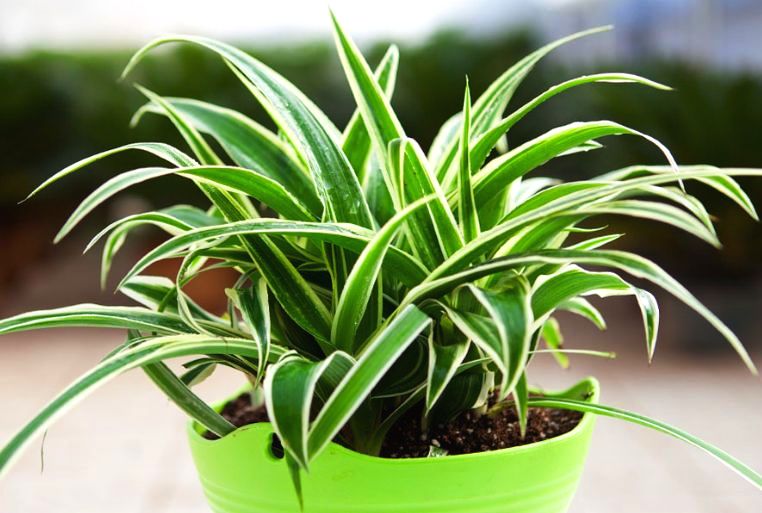 吸甲醛的植物生长好是靠甲醛吗,吸甲醛和苯的植物多久可以见效