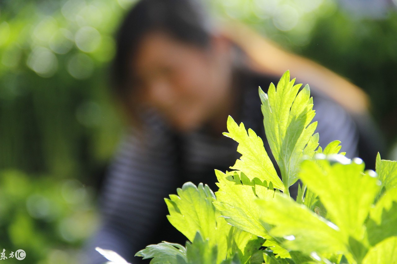 芹菜斑枯病和芹菜根结线虫病的识别和防治方法