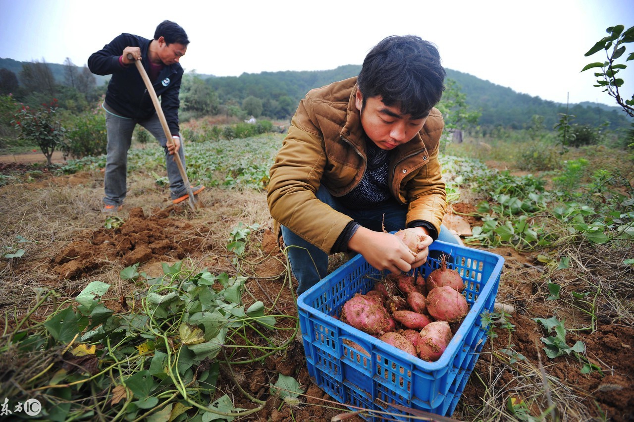 返乡军哥的农村,回农村军哥