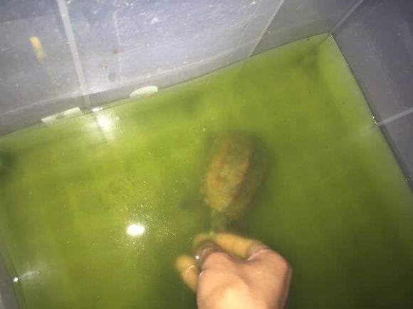 绿水养龟的方法和注意事项,养龟神器绿水怎么养