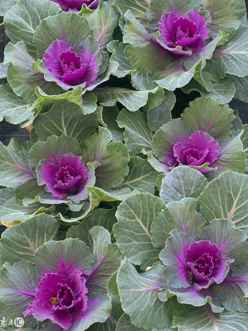 甘蓝黑腐病怎么防治,甘蓝的霜霉病怎么防治