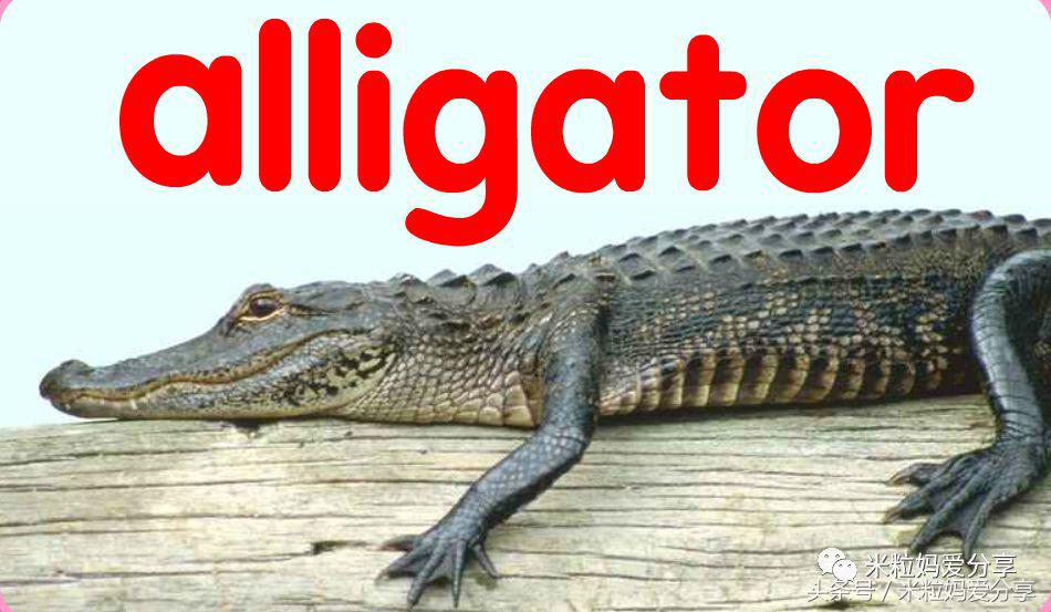 世界上最棒的英文,世界最好用的学习网站